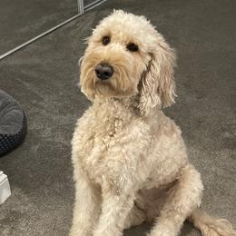 Nella - Goldendoodle