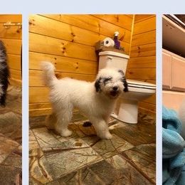 Panda - Black and white Sheepadoodle puppy in Candler, North Carolina from Celia's Sheepadoodles