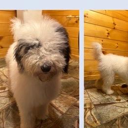 Panda - Black and white Sheepadoodle puppy in Candler, North Carolina from Celia's Sheepadoodles
