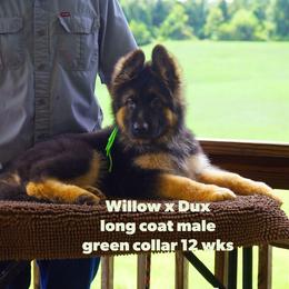 Boy 2 - Black and red male German Shepherd puppy in Chrisney, Indiana from Indiana German Shepherds