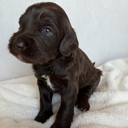 Big Bend - Chocolate male Labradoodle puppy in Lubbock, Texas from Lucky Labradoodles