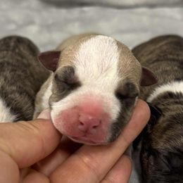 Fawn Female - Fawn female American Pit Bull Terrier puppy in Nine Mile Falls, Washington from Bartin Kennels