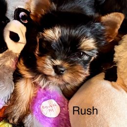 Rush - Blue and gold male Yorkshire Terrier puppy in Lake Helen, Florida from FronkLinn Kennel