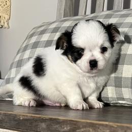 Chihuahua Puppies from Home Grown Chihuahuas From Iowa