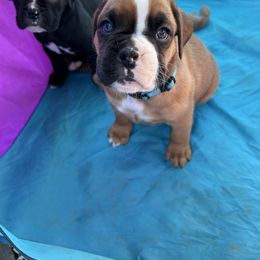 Boxer Puppies from Nala’s Pride