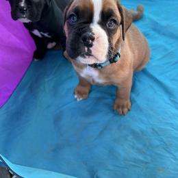 Boxer Puppies from Nala’s Pride