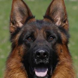 Digger - German Shepherd