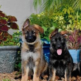 German Shepherds from The Lord's Shepherds