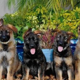 German Shepherds from The Lord's Shepherds