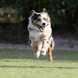 Australian Shepherd All Grown Up from Starbound Aussies