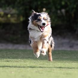 Australian Shepherd All Grown Up from Starbound Aussies