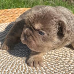 Charlotte - Tricolors female French Bulldog puppy in Miami, Oklahoma from Destiny Jones