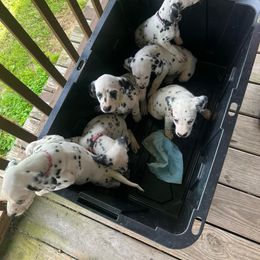 Girl 3 - White and black female Dalmatian puppy in New York from Drake's Dalmatians