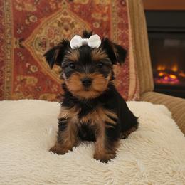 Yorkshire Terrier Puppies from Teacup Yorkies for Adoption Near Lebanon Ohio LLC