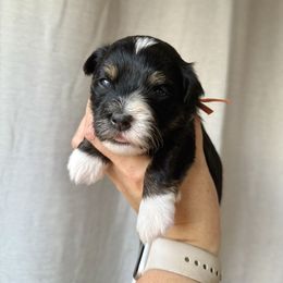 Rocky (Orange collar) - Black and tan male Havanese puppy in Silverton, Oregon from PNW Havanese