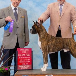 Boxers from Halo Boxers