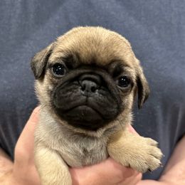 Yellow - Fawn Pug puppy in Hemet, California from Greek God Pugs