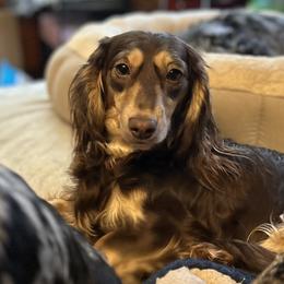 Kenzie - Dachshund