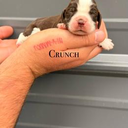 Crunch - Liver and white male English Springer Spaniel puppy in Uvalda, Georgia from Willow Creek Farms