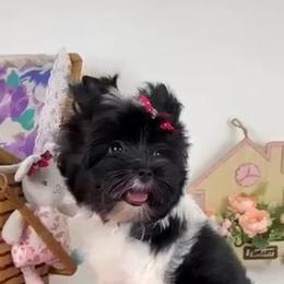Mochi - Yorkshire Terrier