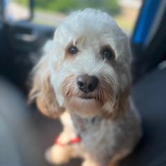 Bruno - Australian Cobberdog