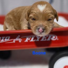 Boone - Apricot male Goldendoodle puppy in Summerville, South Carolina from Channys Doodles