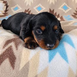 Boy 1 - Black and tan male Dachshund puppy in Oklahoma from Red Oak Long Dogs