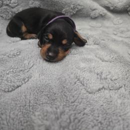 Purple - Black and tan female Dachshund puppy in Mulberry, Florida from J's Mini Dachshunds