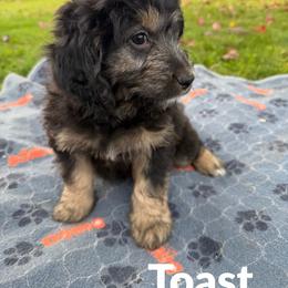 Toast - Sable male Aussiedoodle puppy in Ellenburg Center, New York from Kristin's Puppies