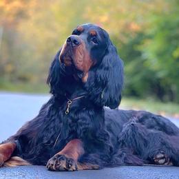 Gordon Setters from Sun-sett Gordon Setters