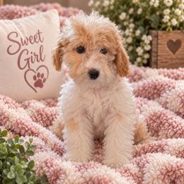 Athena - Parti female Goldendoodle puppy in Milton, Florida from Sutton Place Doodles