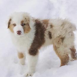 Australian Shepherd Puppies from Soggy Bottom Farms