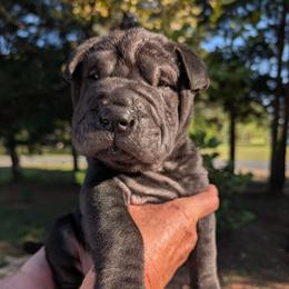 Boy 4 - Black male Chinese Shar-Pei puppy in Autryville, North Carolina from T&D'S Razen Wrinkles Shar-pei