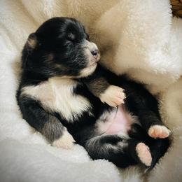 Raisin - Tri-color female Pomsky puppy in Greenville, South Carolina from Thicketty Mountain Pomskies
