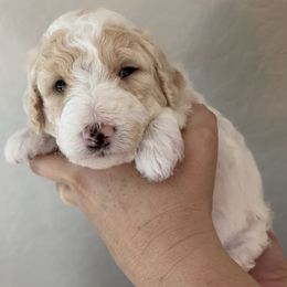 SnowWhite - Parti female Goldendoodle puppy in Surprise, Arizona from Arizona West Valley Goldendoodles