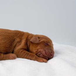 Jasmine Pink - Dark golden female Golden Retriever puppy in Lafayette, Alabama from Elm Hollow Golden Retrievers