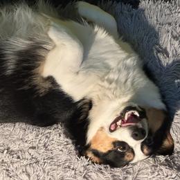 Pembroke Welsh Corgi Puppies from Northwynd Corgis