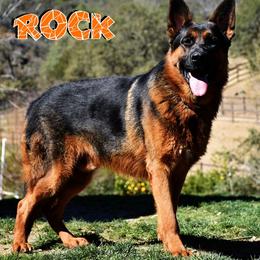 ROCK - German Shepherd