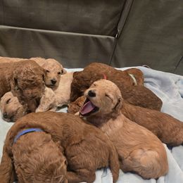 Poodle Puppies from Salina Querna