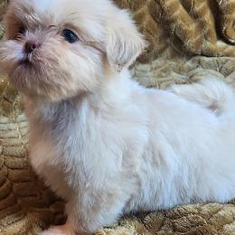 Luna - Cream and white female Shih Tzu puppy in Tampa, Florida from Fancy Shih Tzus Florida