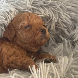 Margo - Apricot female Maltipoo puppy in Maricopa, Arizona from Pretty Poo