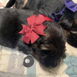 Red Girl - Black and red female German Shepherd puppy in Humboldt, Iowa from Valiant Shepherds