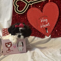 Shih Tzu Puppies from Stanford's Shih Tzus