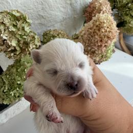 Girl 1 - Cream female Pomeranian puppy in Meridian, Idaho from Precious poms