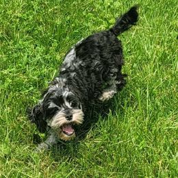 Cockapoo, Maltipoo, Morkie, and Yorkipoo Puppies from Mosaic Merle Doodles