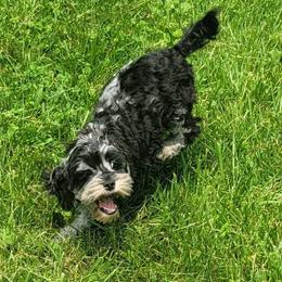 Cockapoo, Maltipoo, Morkie, and Yorkipoo Puppies from Mosaic Merle Doodles