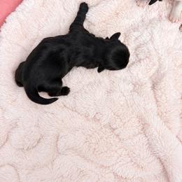 Melody - Black female Shih Tzu puppy in Tallahassee, Florida from Bows and Bow Ties