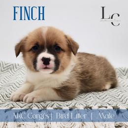 Finch - Red male Pembroke Welsh Corgi puppy in Pine Village, Indiana from NL Horsemanship