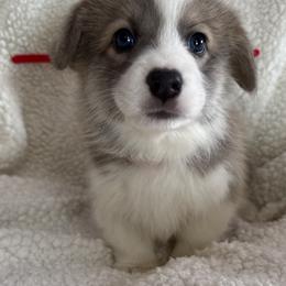 Red Boy - Red male Pembroke Welsh Corgi puppy in Thompsonville, Michigan from Braidwood Corgis