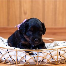 Peony - Black and tan female Cavapoo puppy in Fairfield, Illinois from Positively Doodles